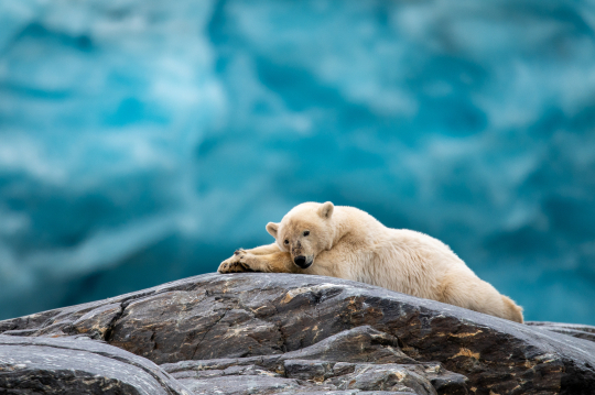 Ein Eisbär entspannt sich auf einem Felsen